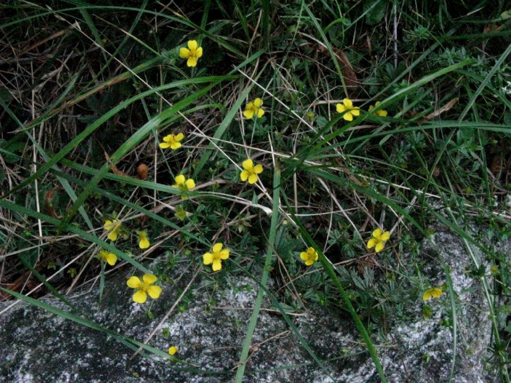 Potentilla erecta (Rosaceae)