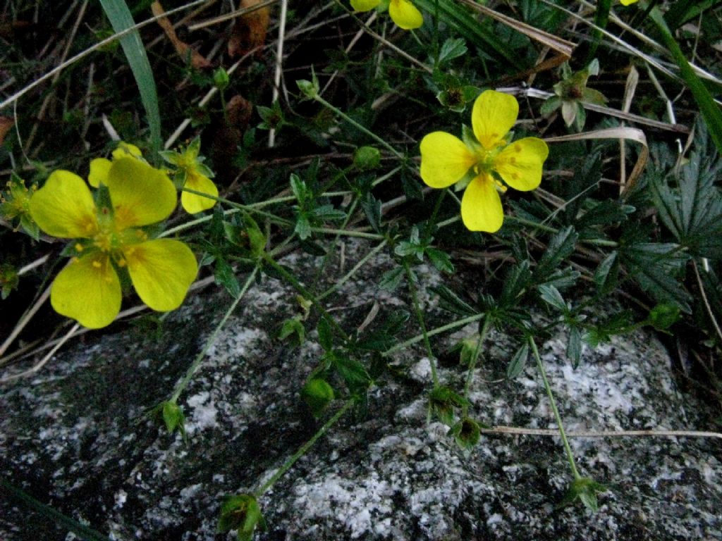 Potentilla erecta (Rosaceae)