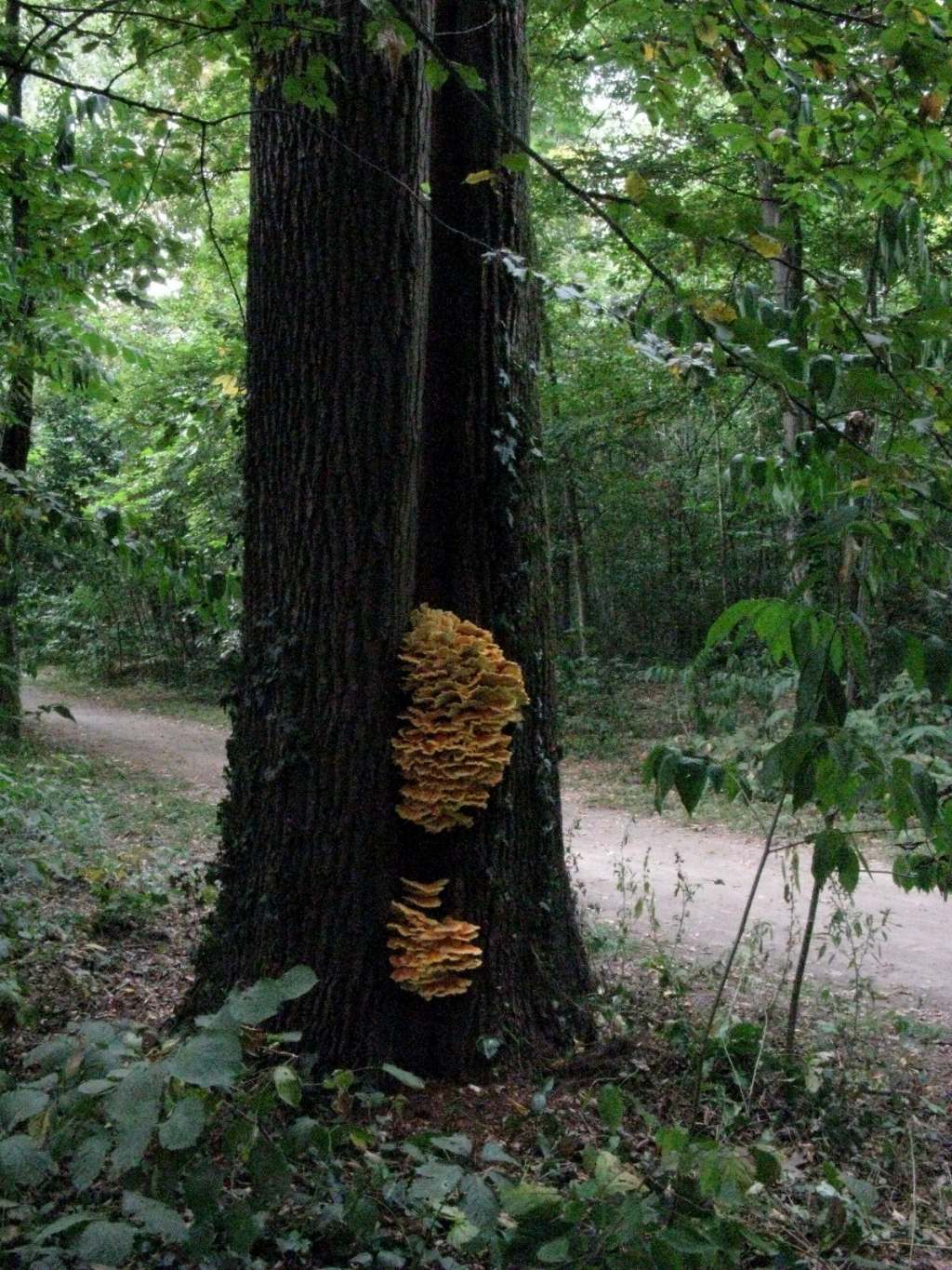 Laetiporus sulphureus?  S