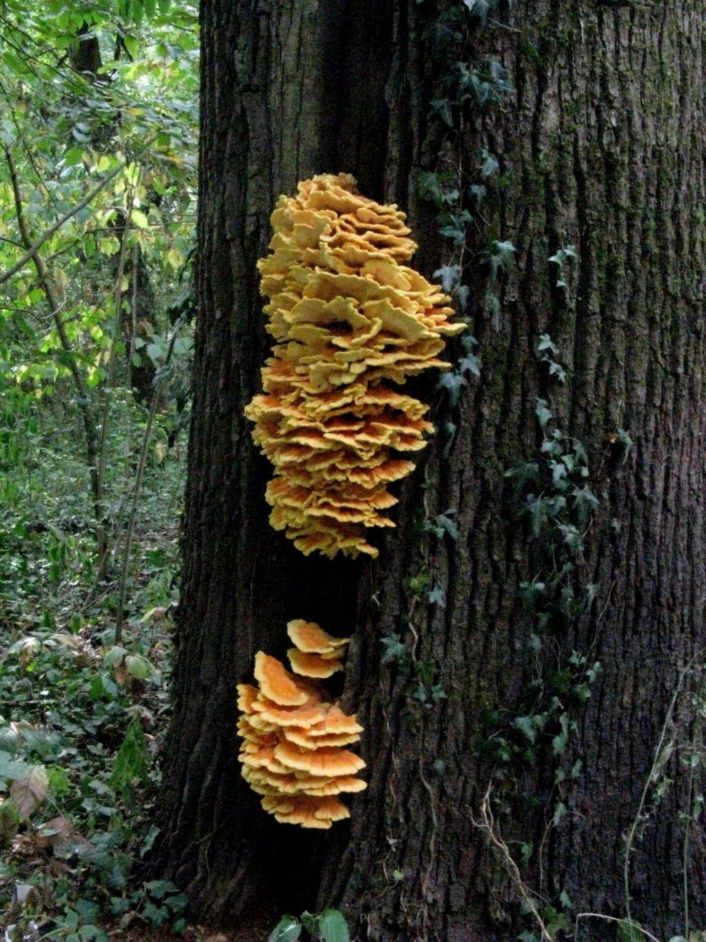 Laetiporus sulphureus?  S