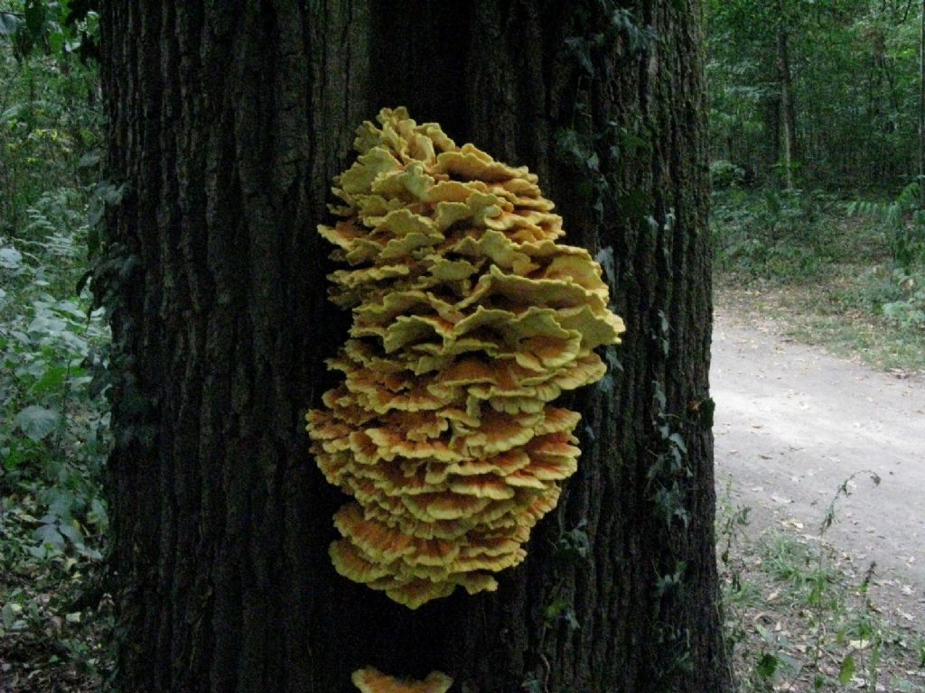 Laetiporus sulphureus?  S