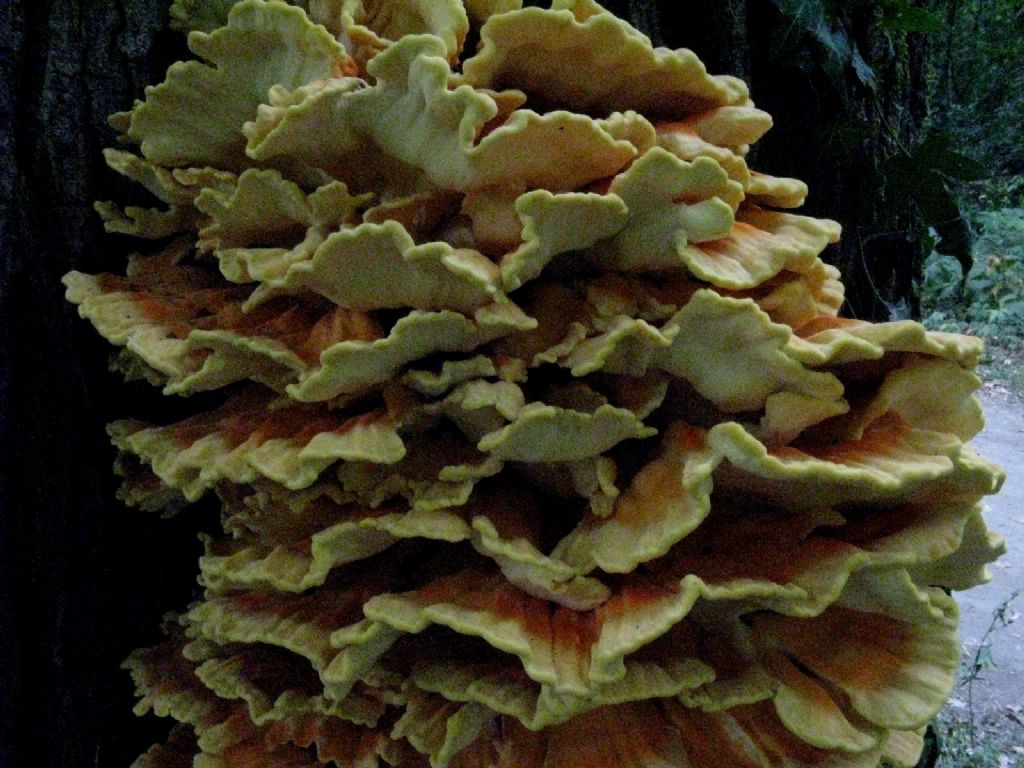 Laetiporus sulphureus?  S