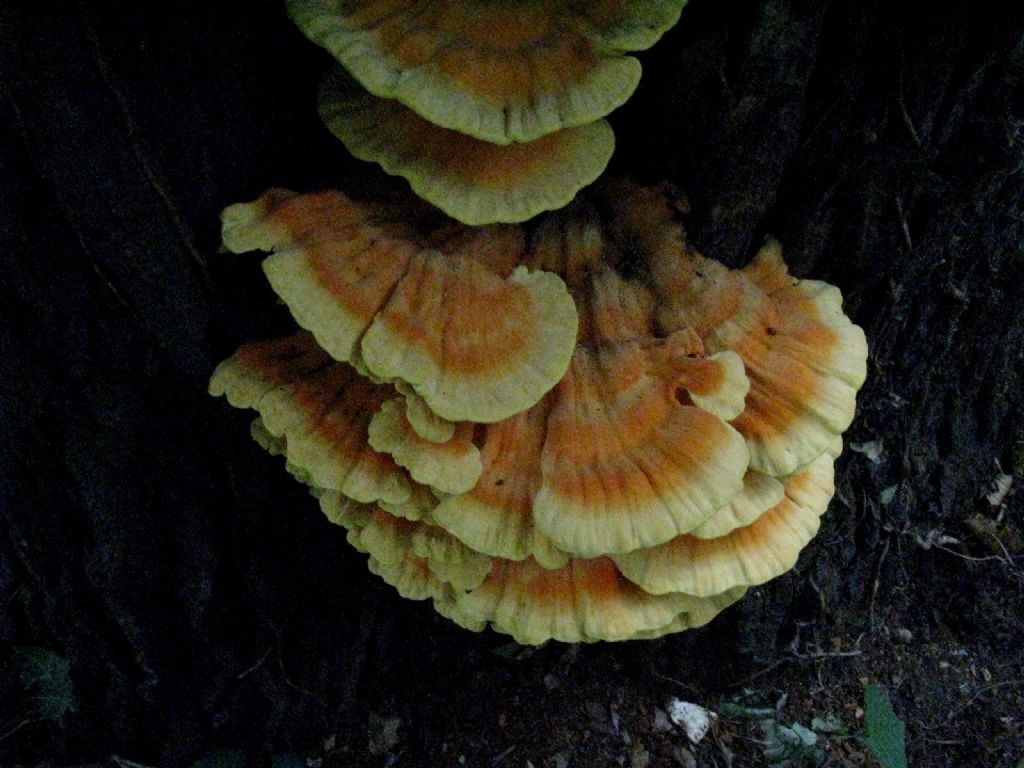 Laetiporus sulphureus?  S