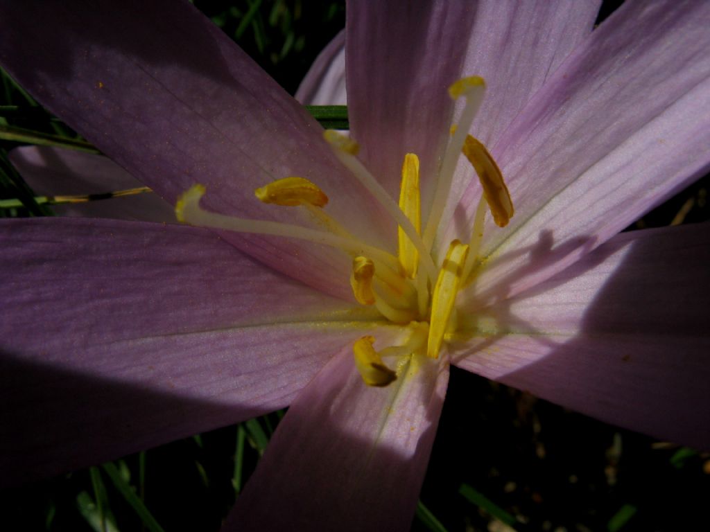 Colchicum autumnale a fine fioritura