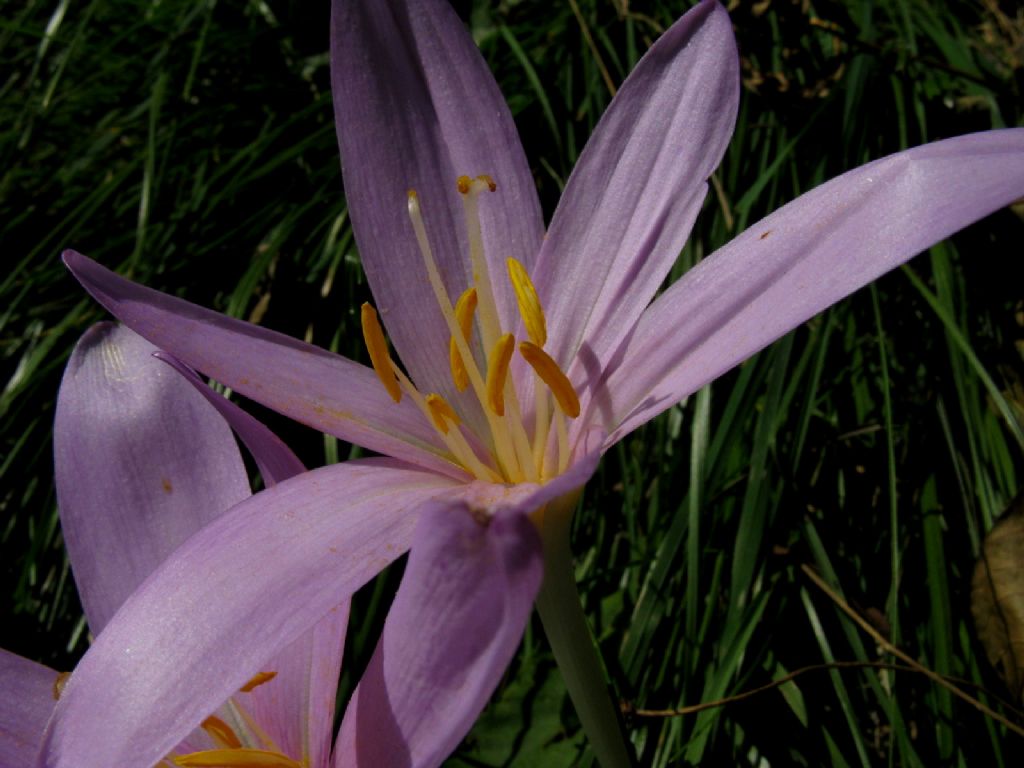 Colchicum autumnale a fine fioritura