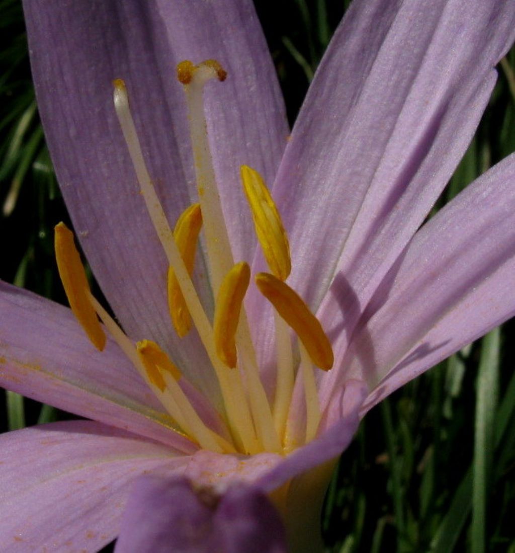 Colchicum autumnale a fine fioritura