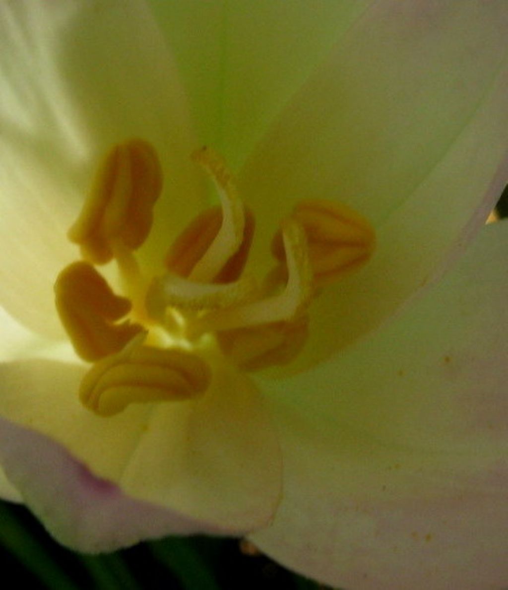 Colchicum autumnale a fine fioritura