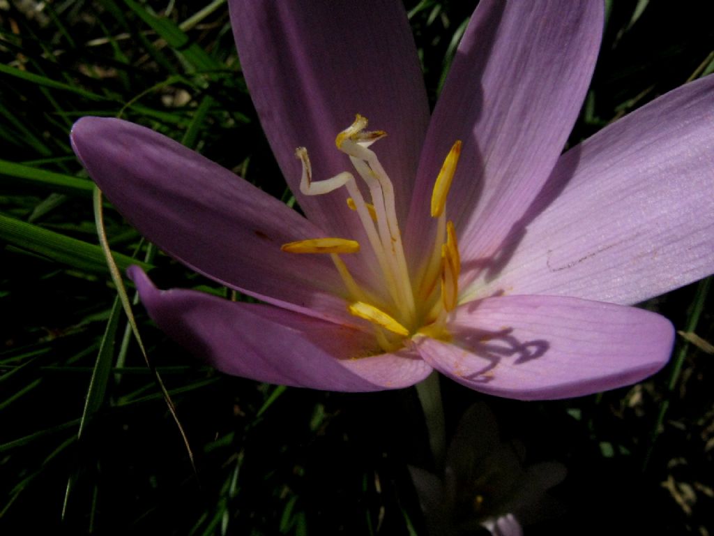 Colchicum autumnale a fine fioritura