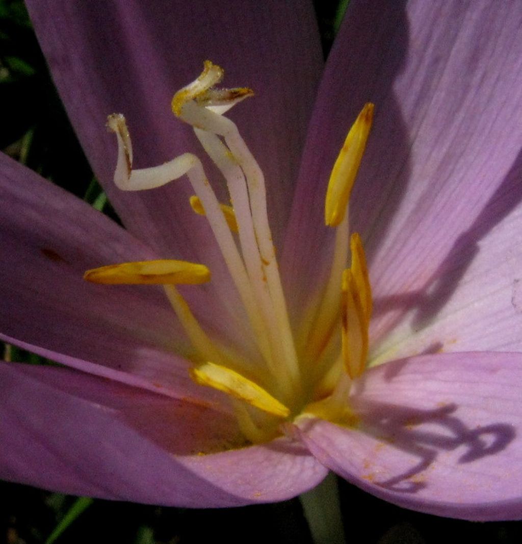 Colchicum autumnale a fine fioritura