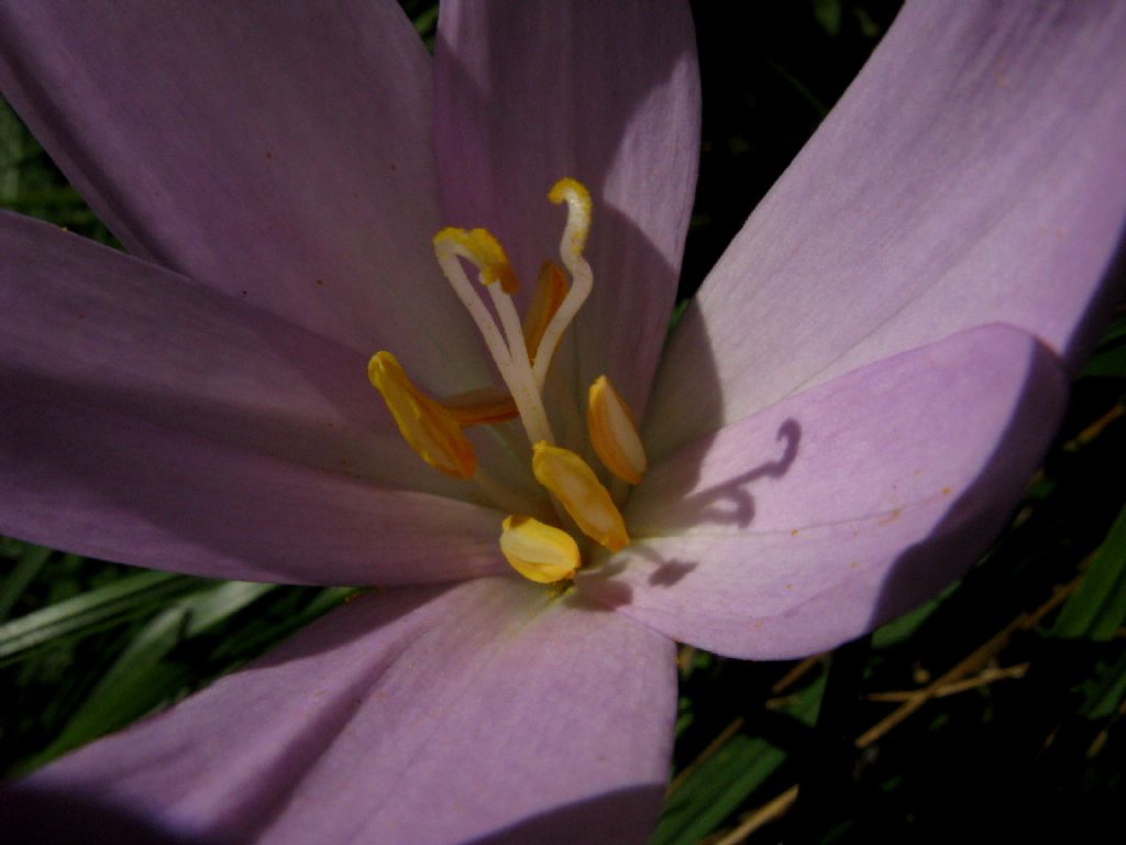 Colchicum autumnale a inizio fioritura