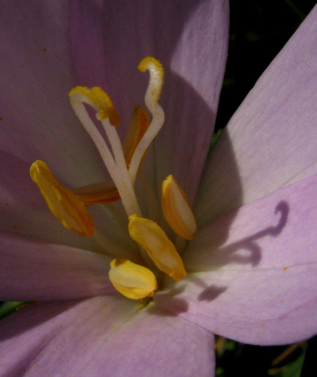 Colchicum autumnale a inizio fioritura