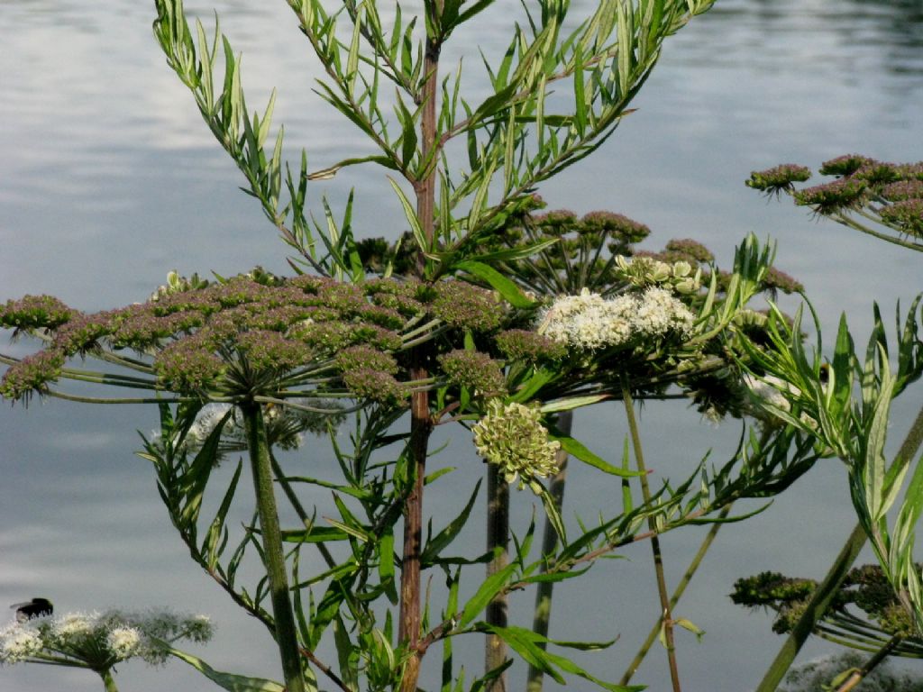 Apiaceae: Angelica sylvestris e Artemisia verlotiorum (fusto rosso)
