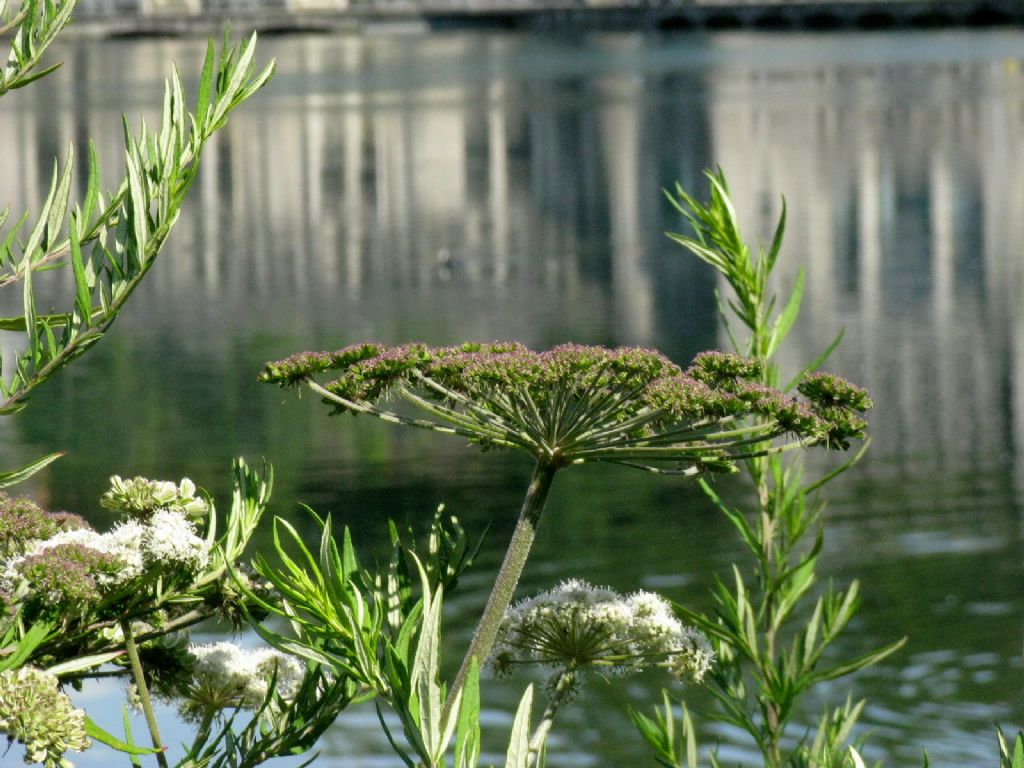 Apiaceae: Angelica sylvestris e Artemisia verlotiorum (fusto rosso)