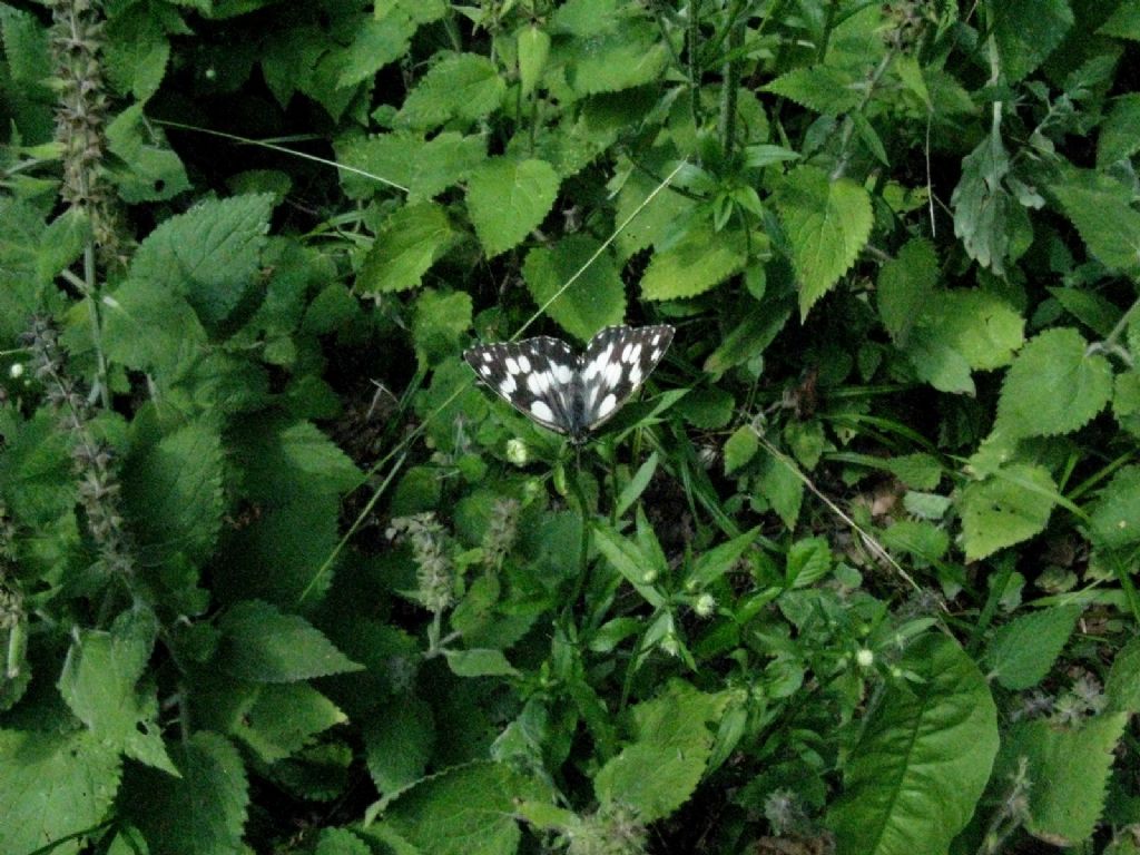 Melanargia galathea? S