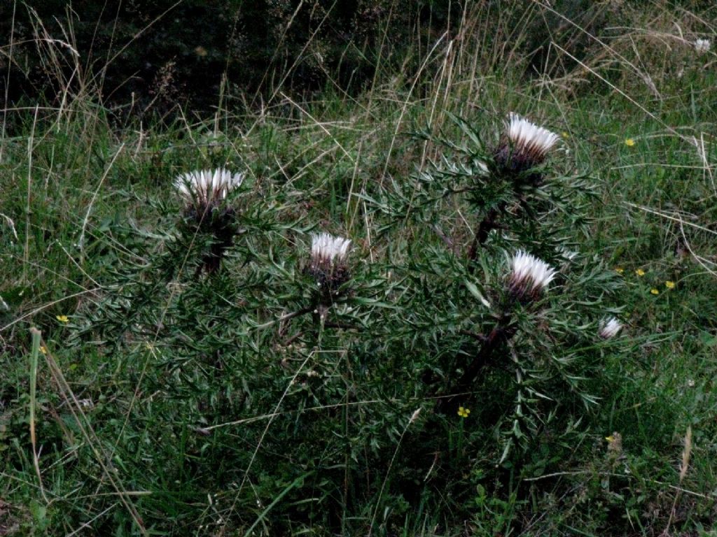 Carlina acaulis ...col caule?  S, Carlina acaulis caulescens