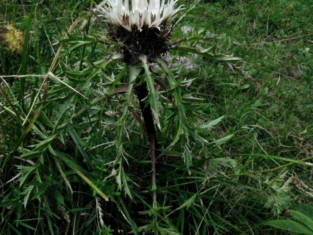 Carlina acaulis ...col caule?  S, Carlina acaulis caulescens