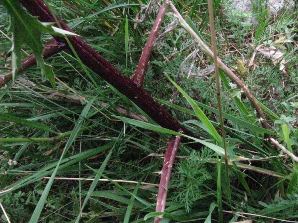 Carlina acaulis ...col caule?  S, Carlina acaulis caulescens