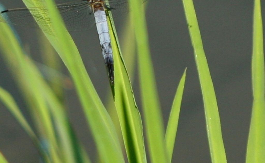 Libellula da identificare: Orthetrum cancellatum