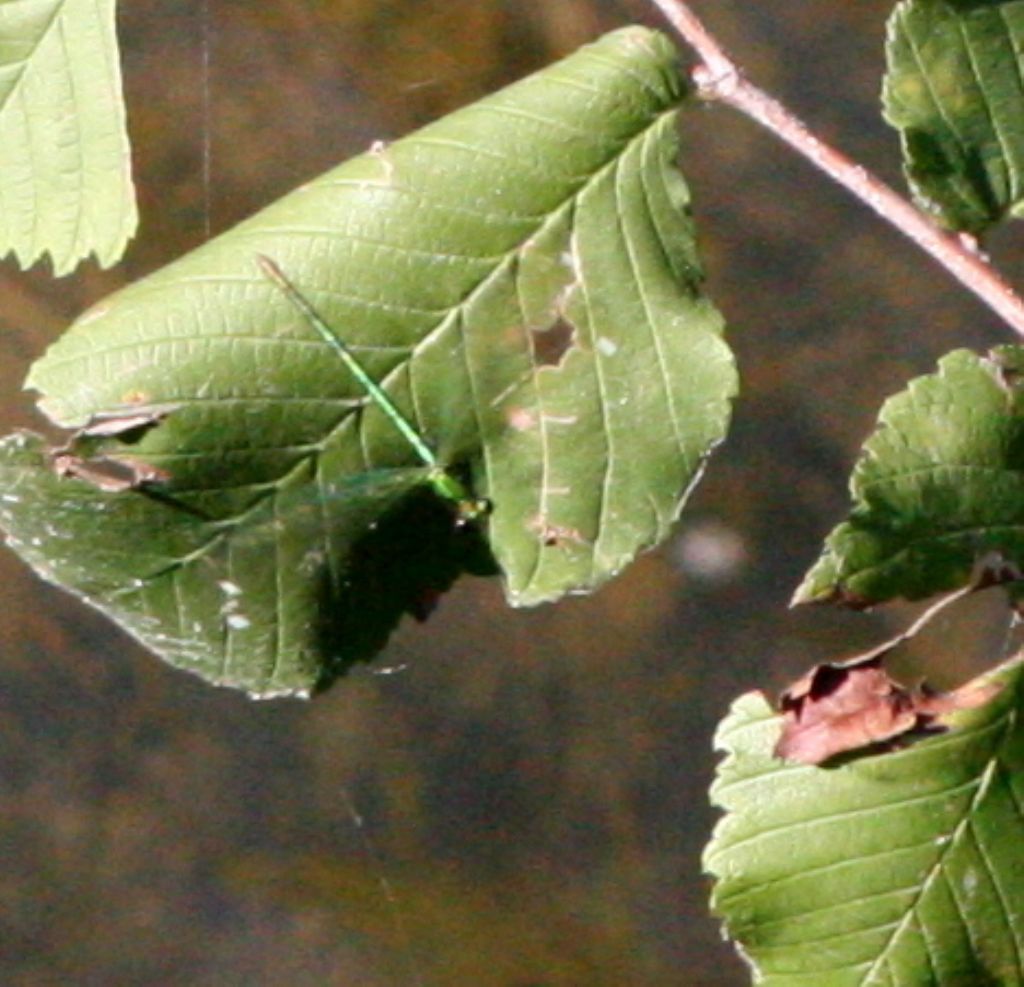 Calopteryx splendens,  femmina ?  S,...ed anche maschi