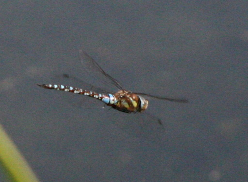 Aeshna cyanea femmina? no, Aeshna mixta maschio