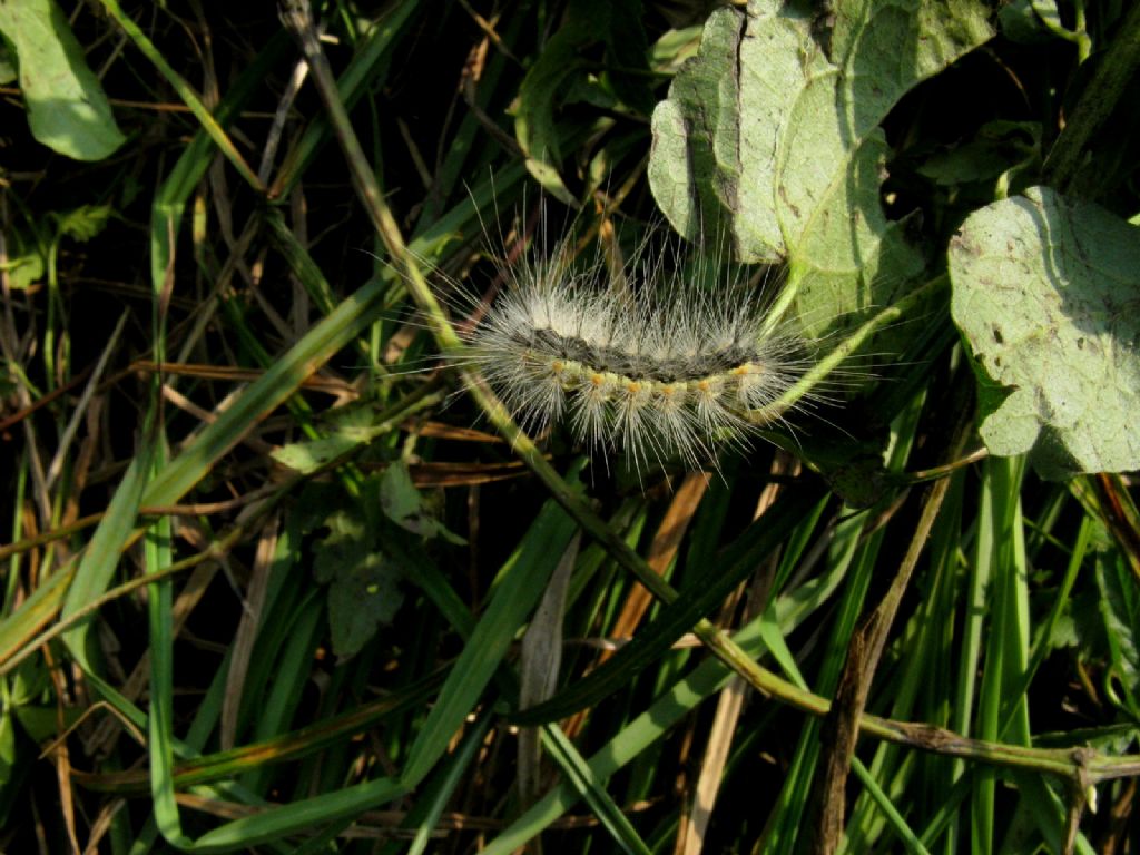 Hyphantria cunea - Erebidae Arctiinae