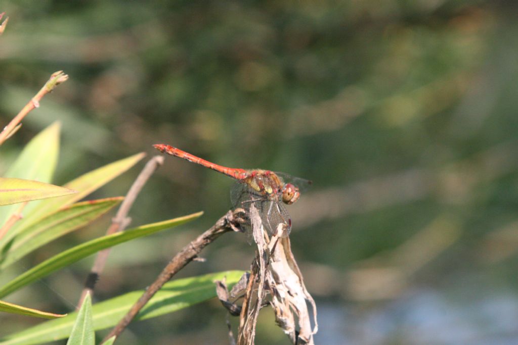 Sympetrum striolatum? s!