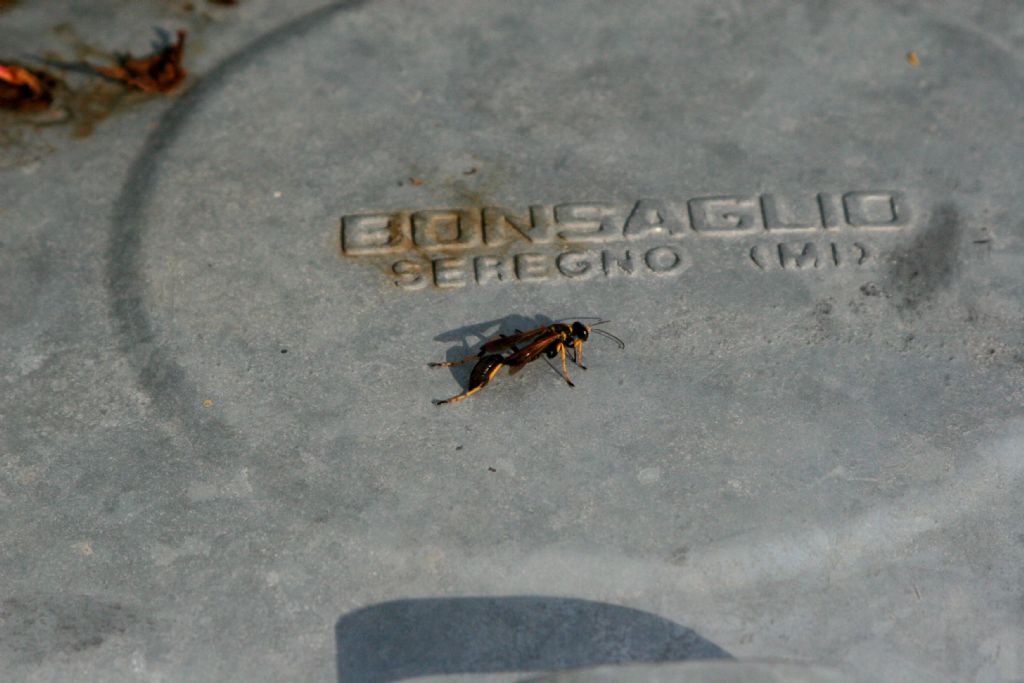 Ichneumonidae?  No, Sphecidae: Sceliphron caementarium