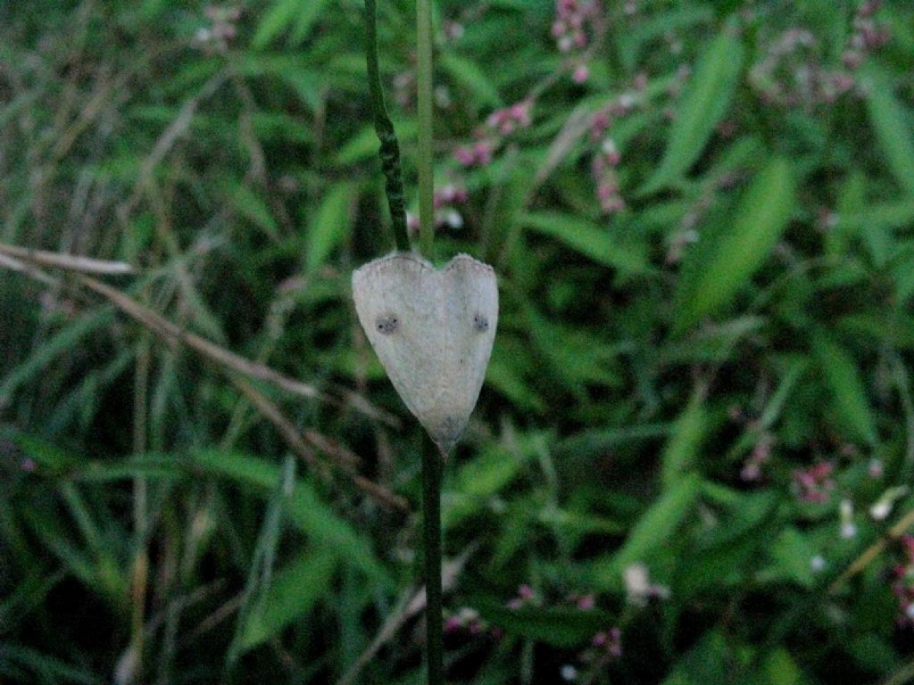 Erebidae: Rivula sericealis?  Sì