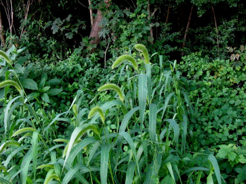 Triticum vulgare? No, Setaria italica