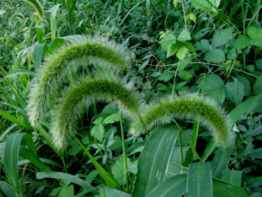 Triticum vulgare? No, Setaria italica