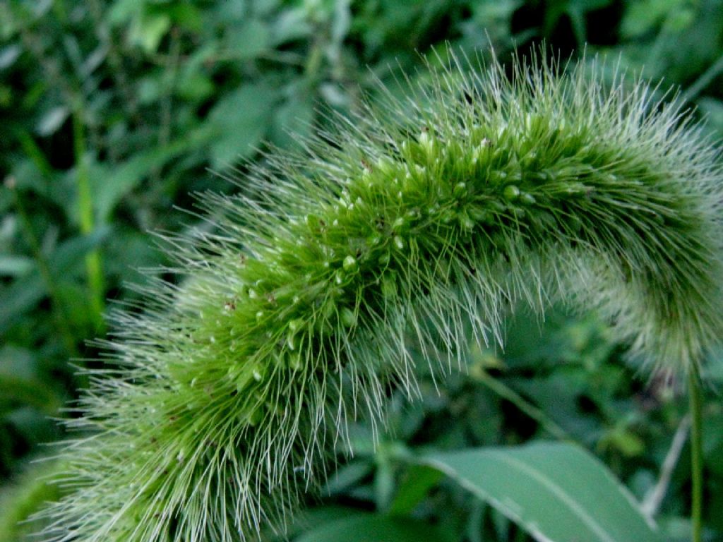 Triticum vulgare? No, Setaria italica