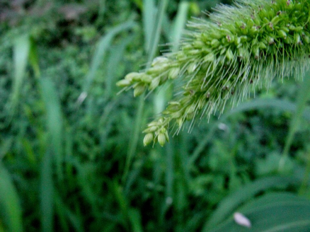 Triticum vulgare? No, Setaria italica