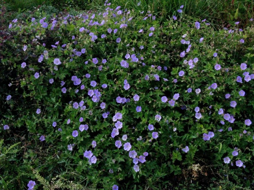 Geranium? Ibrido cv di Geranium pratense o himalayense