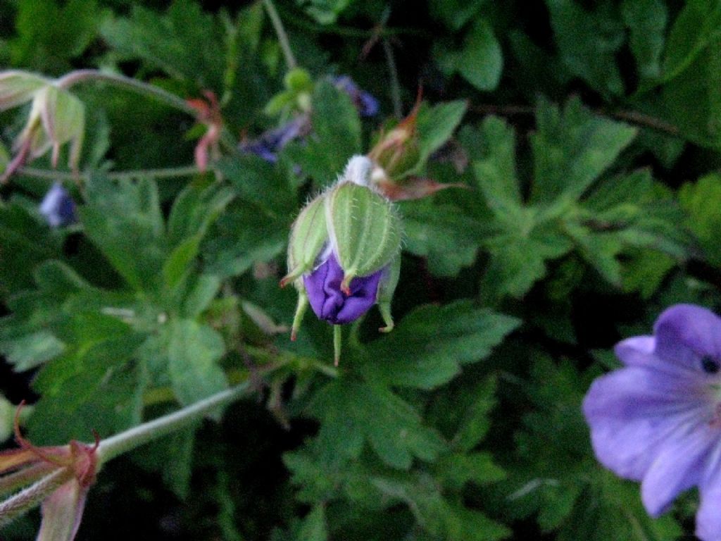Geranium? Ibrido cv di Geranium pratense o himalayense