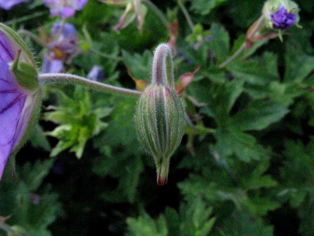 Geranium? Ibrido cv di Geranium pratense o himalayense