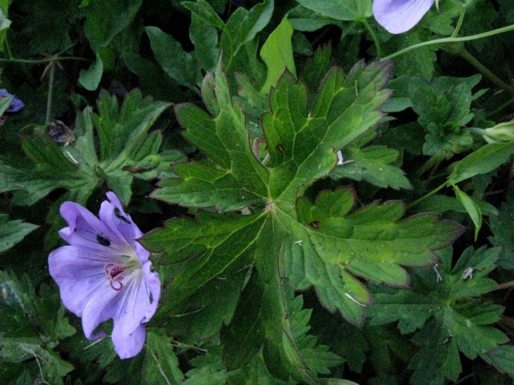 Geranium? Ibrido cv di Geranium pratense o himalayense