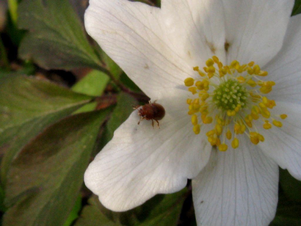 cfr. Nitidulidae sp.
