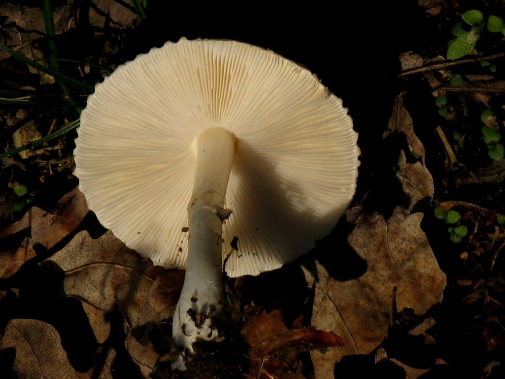 Leucoagaricus leucothites?