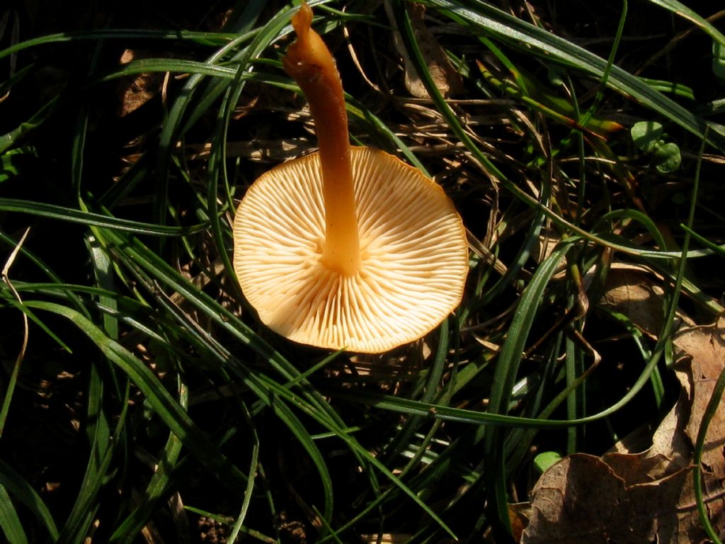 Conocybe sp.?