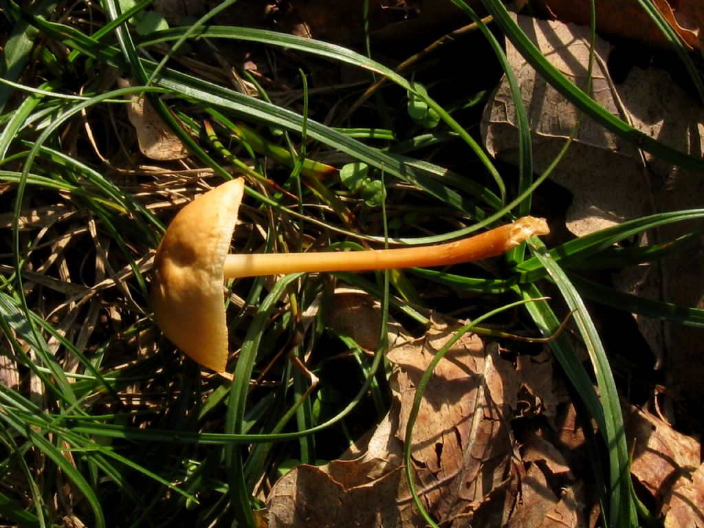 Conocybe sp.?