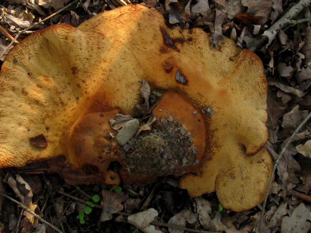 Fungo da identificare