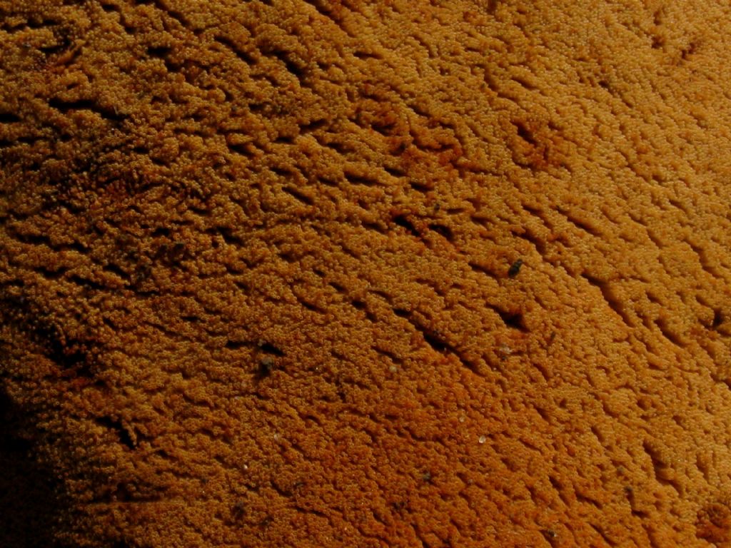 Fungo da identificare