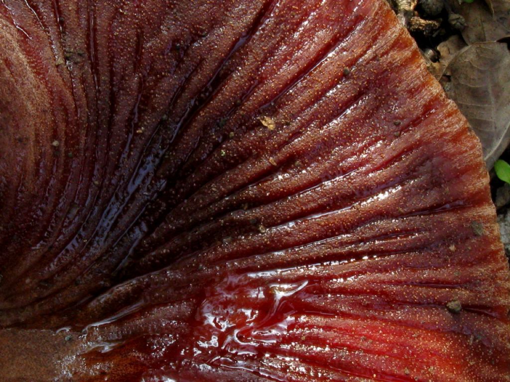 Fungo da identificare