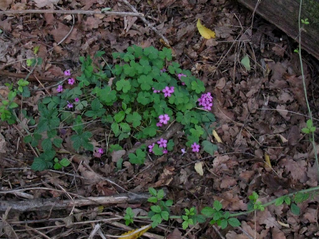 Oxalis debilis?