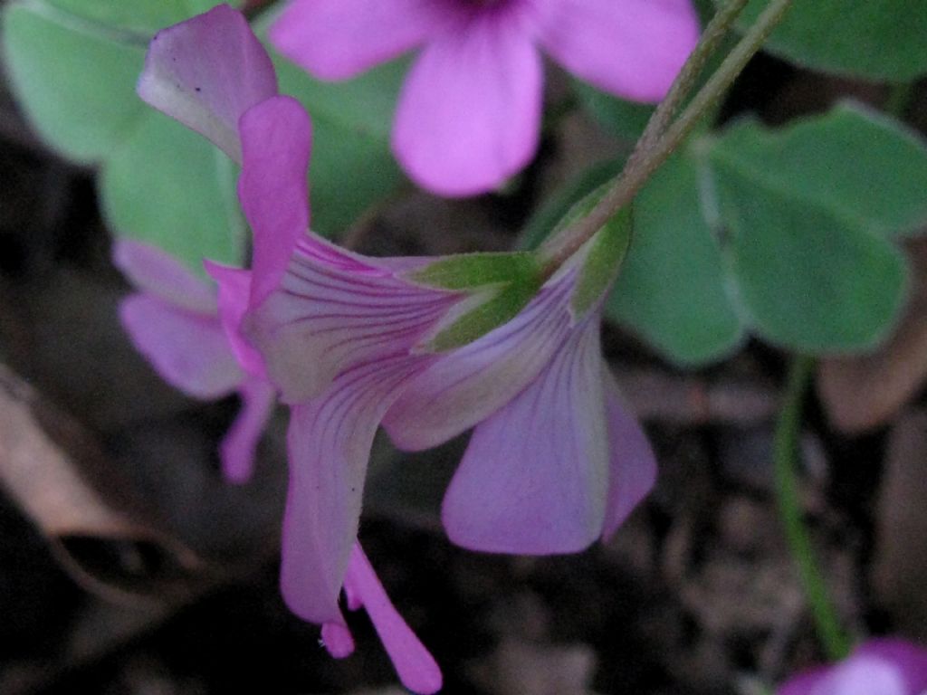 Oxalis debilis?