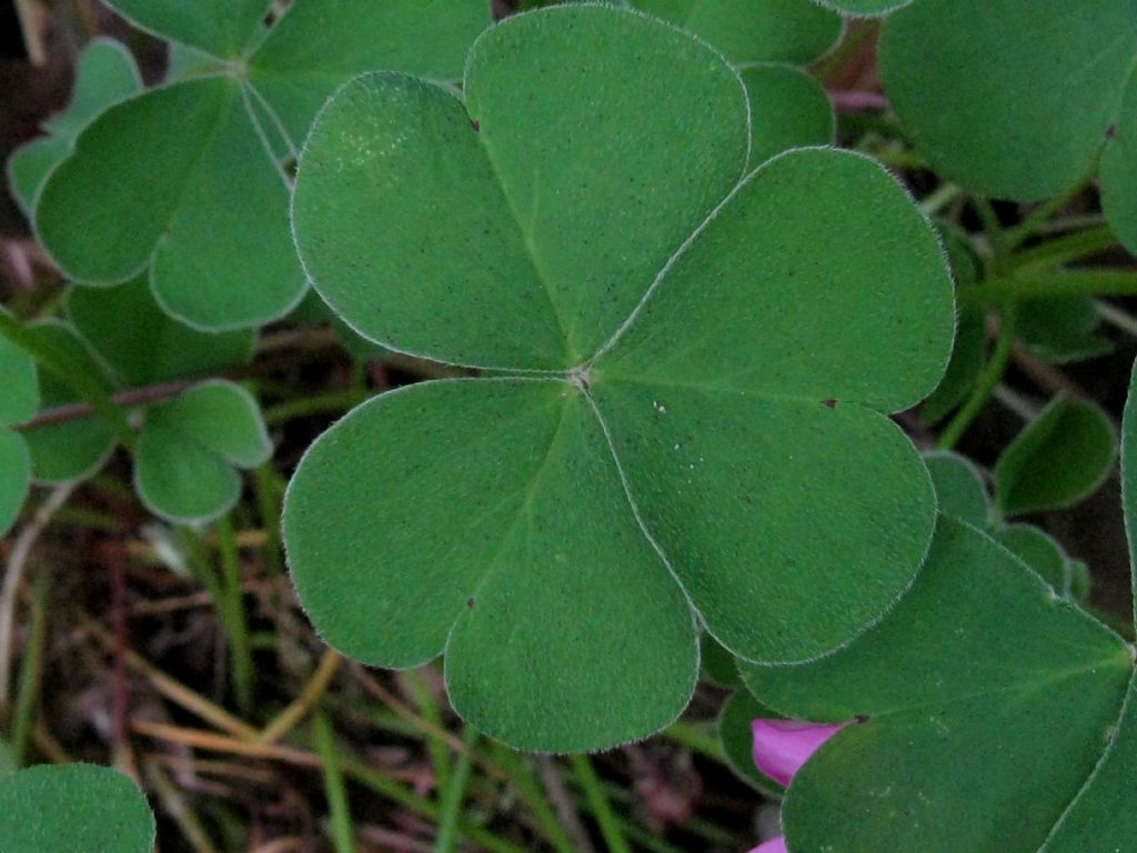 Oxalis debilis?