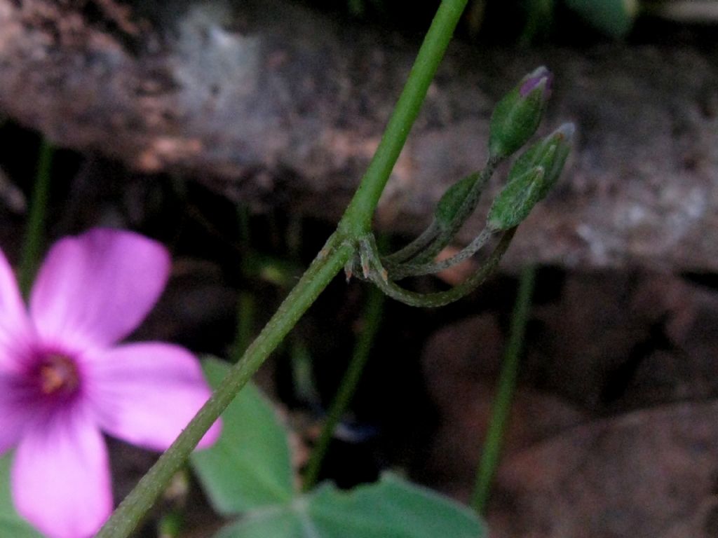 Oxalis debilis?