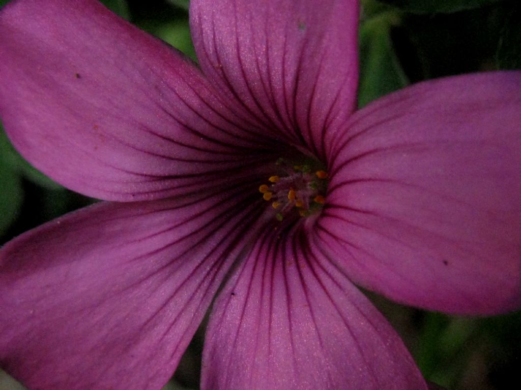 Oxalis debilis?