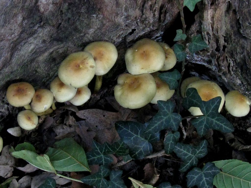 Hypholoma fasciculare? ( 2 )