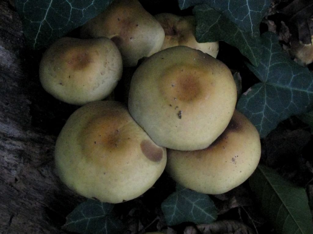 Hypholoma fasciculare? ( 2 )